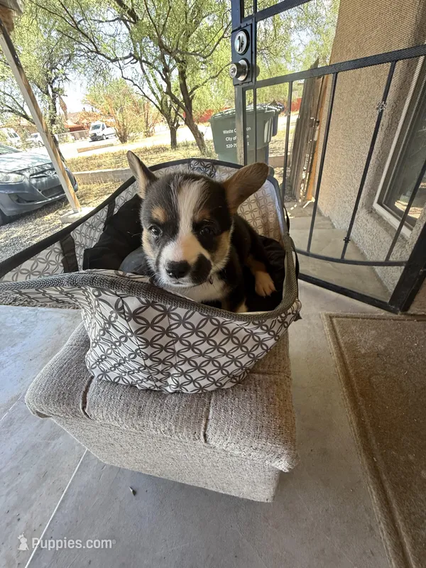 Gus – Pembroke Welsh Corgi puppy for sale in Tucson, AZ