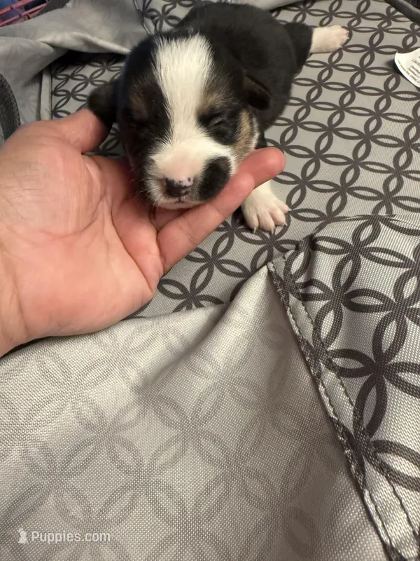 Gus – Pembroke Welsh Corgi puppy for sale in Tucson, AZ