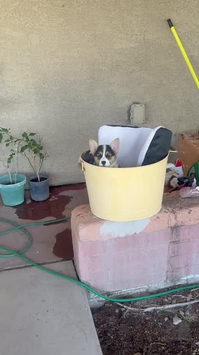 Bel, a female Pembroke Welsh Corgi for sale in Tucson, AZ – 7 of 7