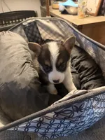Bel, a female Pembroke Welsh Corgi for sale in Tucson, AZ – 6 of 7