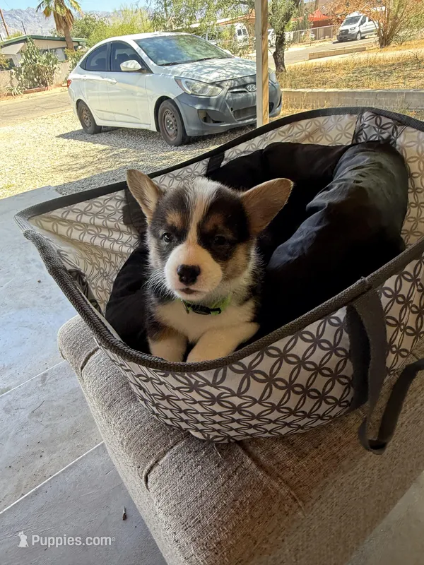 Bel – Pembroke Welsh Corgi puppy for sale in Tucson, AZ