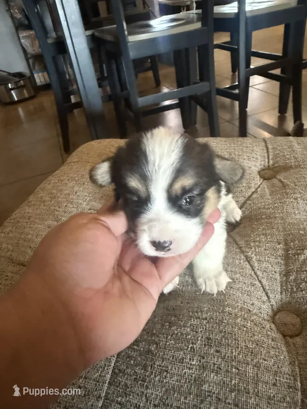 Bel – Pembroke Welsh Corgi puppy for sale in Tucson, AZ