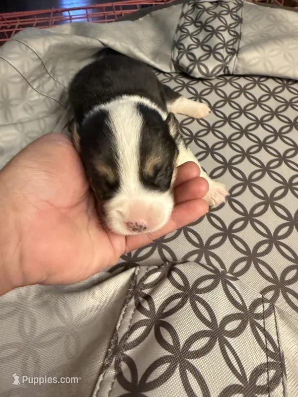 Bel – Pembroke Welsh Corgi puppy for sale in Tucson, AZ