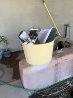 Hope, a female Pembroke Welsh Corgi for sale in Tucson, AZ – 3 of 8