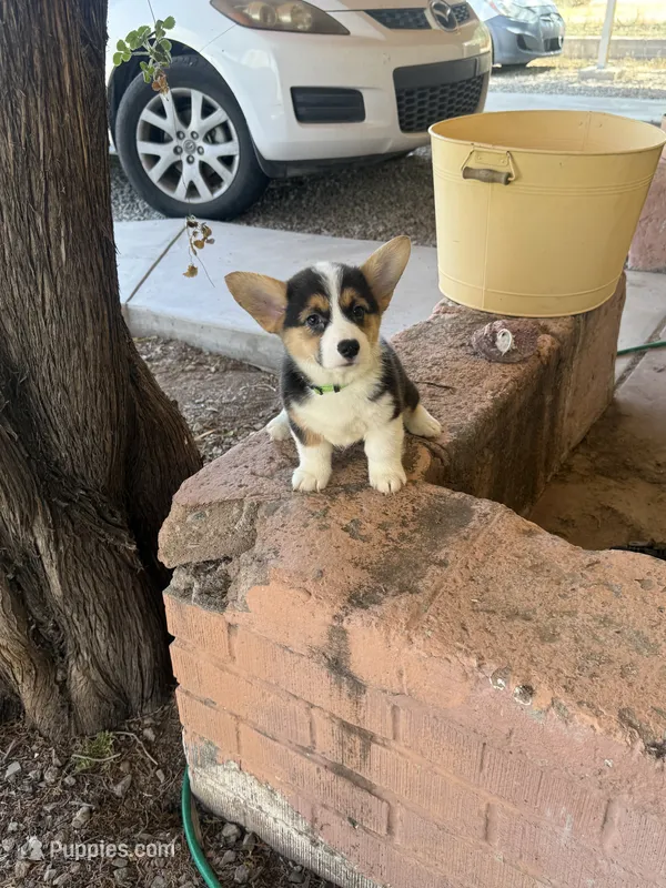 Bel – Pembroke Welsh Corgi puppy for sale in Tucson, AZ