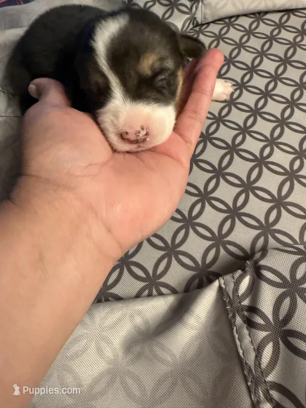 Susie  – Pembroke Welsh Corgi puppy for sale in Tucson, AZ