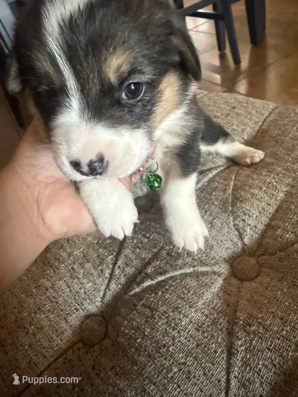 Susie  – Pembroke Welsh Corgi puppy for sale in Tucson, AZ