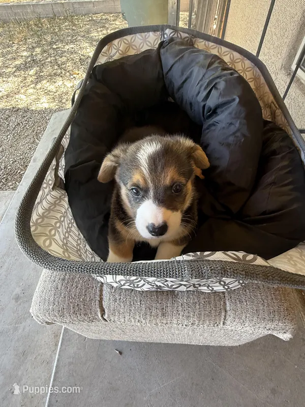 Susie  – Pembroke Welsh Corgi puppy for sale in Tucson, AZ