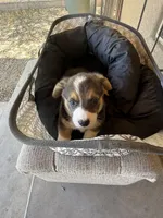 Susie , a female Pembroke Welsh Corgi for sale in Tucson, AZ – 6 of 7