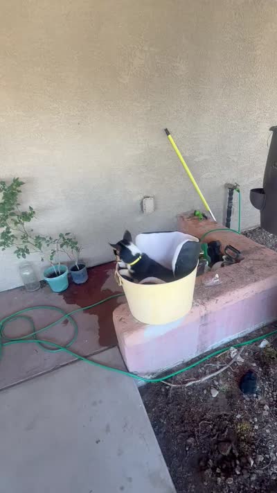Hope, a female Pembroke Welsh Corgi for sale in Tucson, AZ – 8 of 8