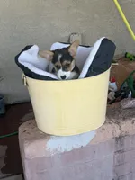 Susie , a female Pembroke Welsh Corgi for sale in Tucson, AZ – 2 of 7