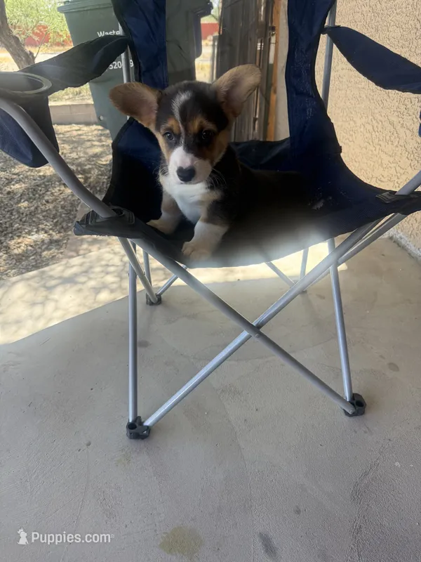 Susie  – Pembroke Welsh Corgi puppy for sale in Tucson, AZ