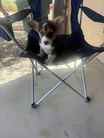 Susie , a female Pembroke Welsh Corgi for sale in Tucson, AZ – 4 of 7