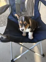 Drea, a female Pembroke Welsh Corgi for sale in Tucson, AZ – 6 of 8