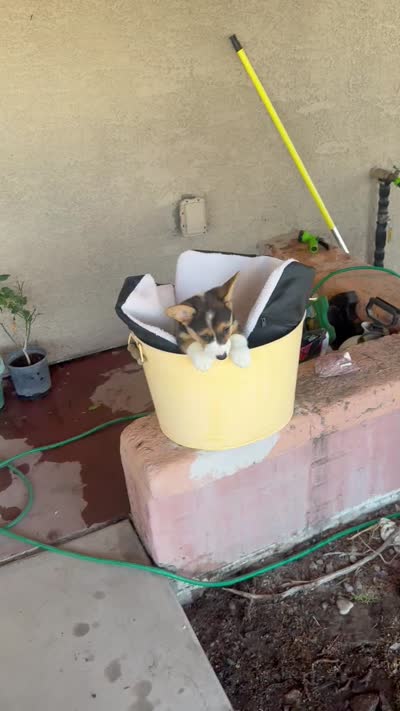 Susie , a female Pembroke Welsh Corgi for sale in Tucson, AZ – 7 of 7