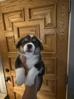 Drea, a female Pembroke Welsh Corgi for sale in Tucson, AZ – 8 of 8
