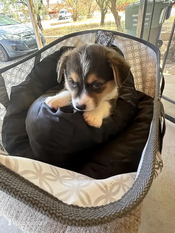 Drea – Pembroke Welsh Corgi puppy for sale in Tucson, AZ