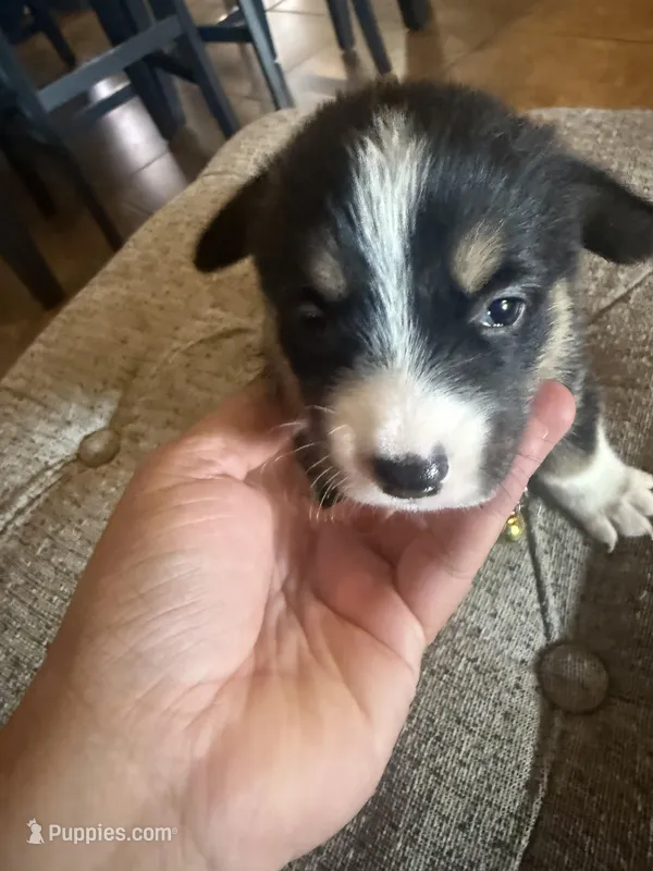 Drea – Pembroke Welsh Corgi puppy for sale in Tucson, AZ