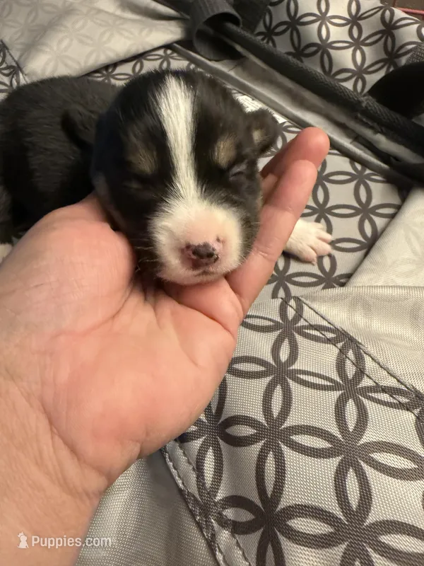 Drea – Pembroke Welsh Corgi puppy for sale in Tucson, AZ