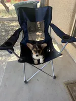 Drea, a female Pembroke Welsh Corgi for sale in Tucson, AZ – 5 of 8