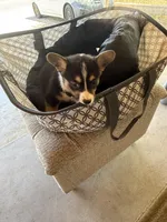 Hope, a female Pembroke Welsh Corgi for sale in Tucson, AZ – 6 of 8