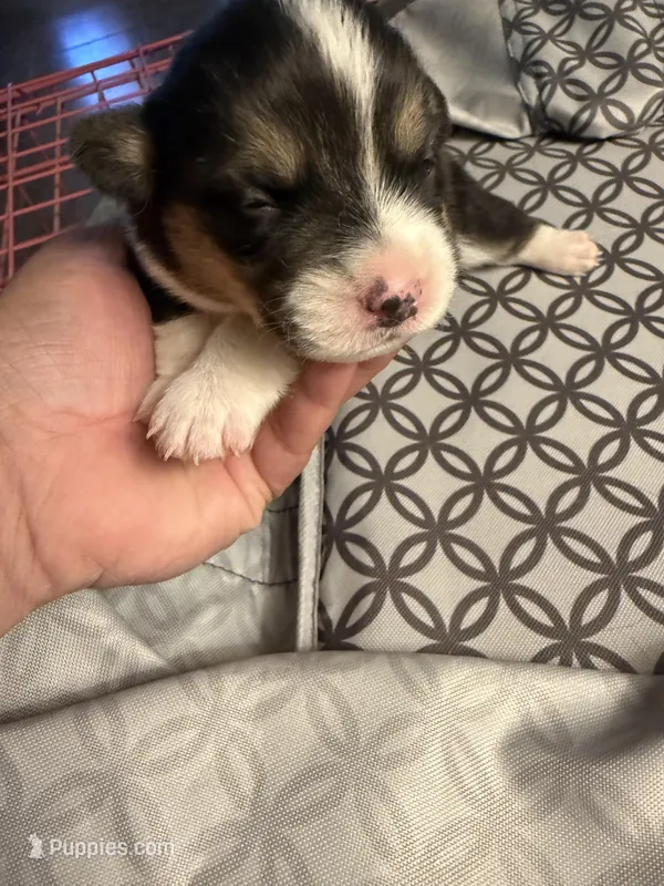 Hope – Pembroke Welsh Corgi puppy for sale in Tucson, AZ