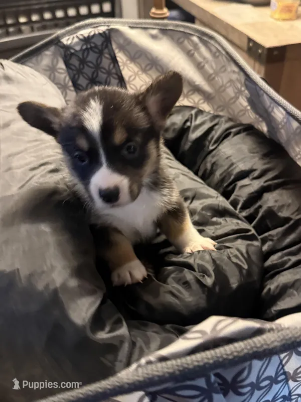 Hope – Pembroke Welsh Corgi puppy for sale in Tucson, AZ