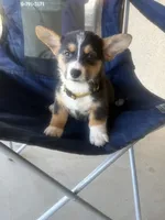 Hope, a female Pembroke Welsh Corgi for sale in Tucson, AZ – 5 of 8