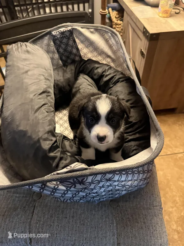 Roxi – Pembroke Welsh Corgi puppy for sale in Tucson, AZ
