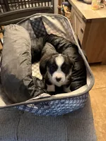 Roxi, a female Pembroke Welsh Corgi for sale in Tucson, AZ – 3 of 6