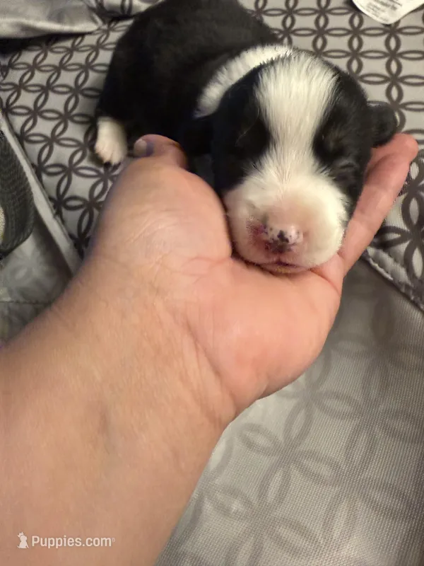 Roxi – Pembroke Welsh Corgi puppy for sale in Tucson, AZ