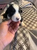 Roxi, a female Pembroke Welsh Corgi for sale in Tucson, AZ – 5 of 6