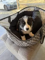Roxi, a female Pembroke Welsh Corgi for sale in Tucson, AZ – 2 of 6
