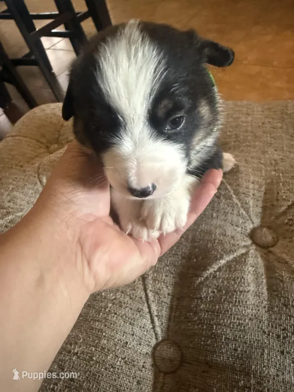 Roxi – Pembroke Welsh Corgi puppy for sale in Tucson, AZ