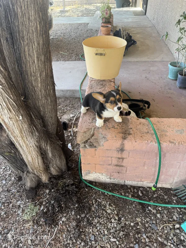 Drea – Pembroke Welsh Corgi puppy for sale in Tucson, AZ