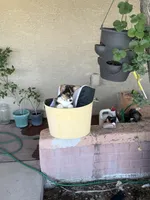 Drea, a female Pembroke Welsh Corgi for sale in Tucson, AZ – 3 of 8