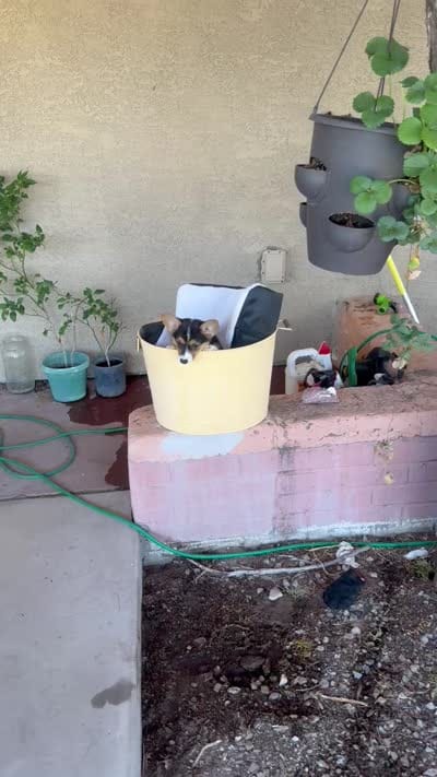 Drea, a female Pembroke Welsh Corgi for sale in Tucson, AZ – 2 of 8