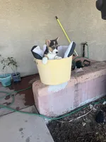 Susie , a female Pembroke Welsh Corgi for sale in Tucson, AZ – 3 of 7