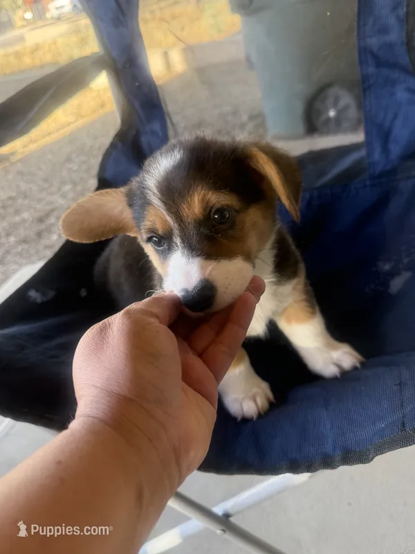 Susie  – Pembroke Welsh Corgi puppy for sale in Tucson, AZ