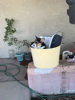 Drea, a female Pembroke Welsh Corgi for sale in Tucson, AZ – 4 of 8