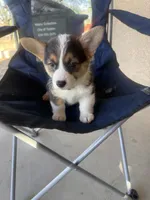 Bel, a female Pembroke Welsh Corgi for sale in Tucson, AZ – 4 of 7