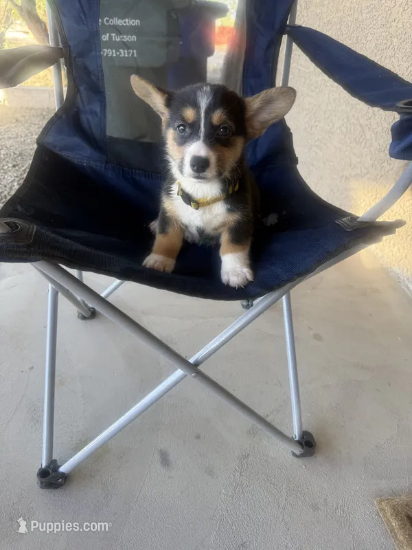 Hope – Pembroke Welsh Corgi puppy for sale in Tucson, AZ