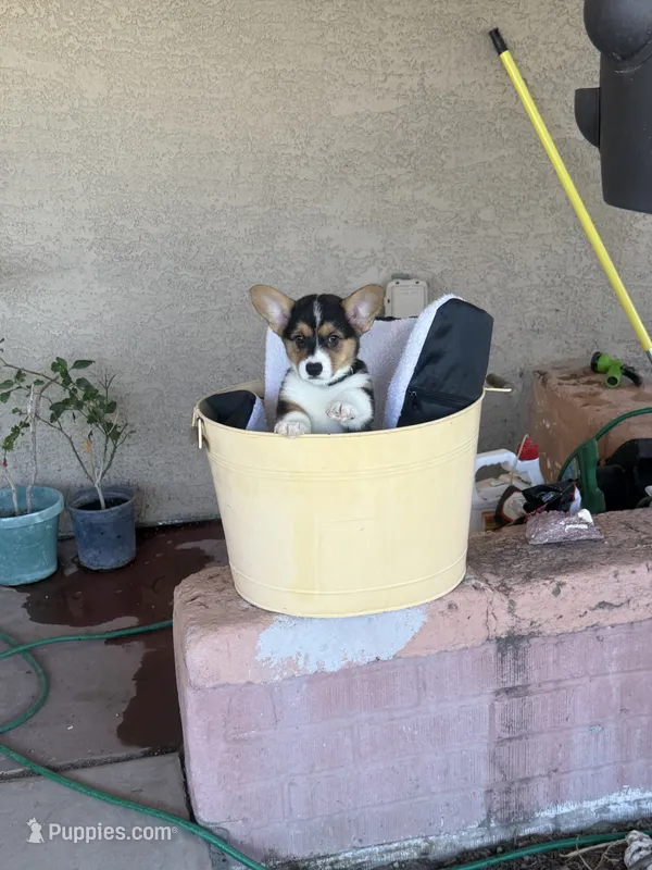 Drea – Pembroke Welsh Corgi puppy for sale in Tucson, AZ