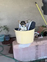 Drea, a female Pembroke Welsh Corgi for sale in Tucson, AZ – 1 of 8