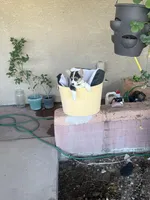 Bel, a female Pembroke Welsh Corgi for sale in Tucson, AZ – 3 of 7