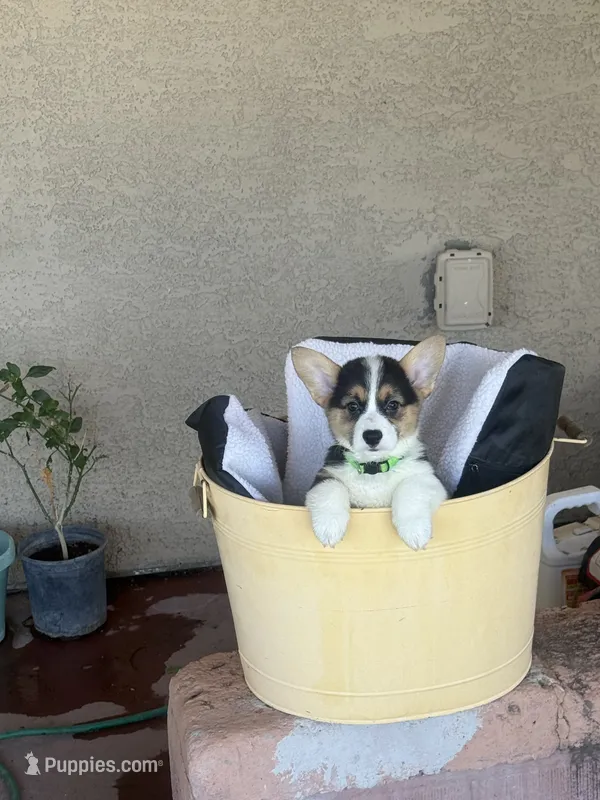Bel – Pembroke Welsh Corgi puppy for sale in Tucson, AZ