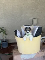 Bel, a female Pembroke Welsh Corgi for sale in Tucson, AZ – 1 of 7