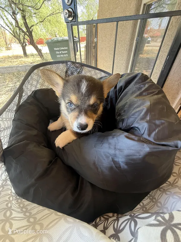 Leo – Pembroke Welsh Corgi puppy for sale in Tucson, AZ
