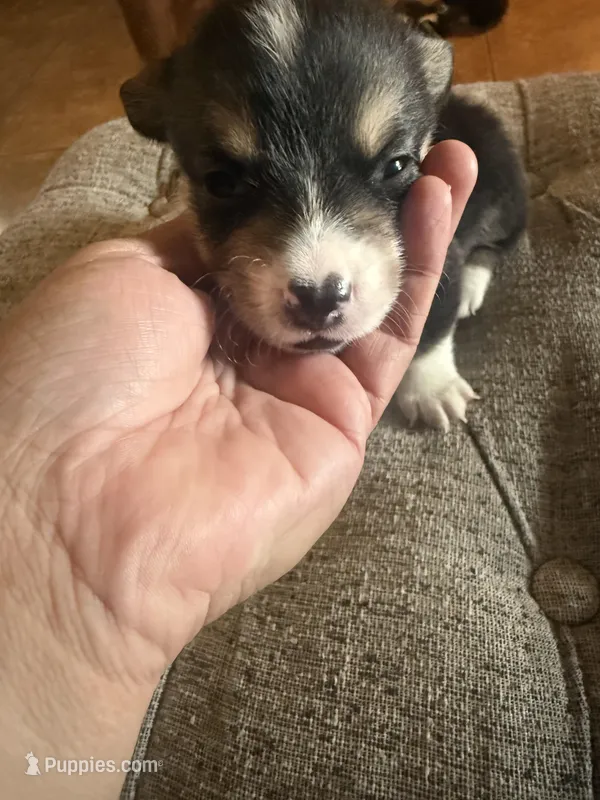 Leo – Pembroke Welsh Corgi puppy for sale in Tucson, AZ
