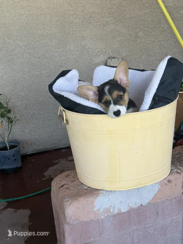 Susie  – Pembroke Welsh Corgi puppy on hold in Tucson, AZ
